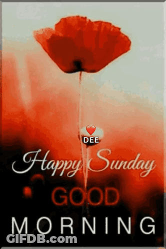 A Picture Of A Red Flower With The Words Happy Sunday Good Morning On It GIF