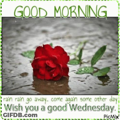 A Picture Of A Red Rose In A Puddle With The Words Good Morning GIF