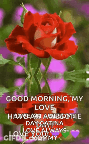 A Picture Of A Red Rose With The Words Good Morning My Love GIF