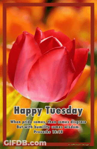A Picture Of A Red Tulip With The Words Happy Tuesday On It GIF