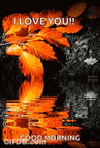 A Picture Of A River With Leaves On It And The Words I Love You Good Morning GIF
