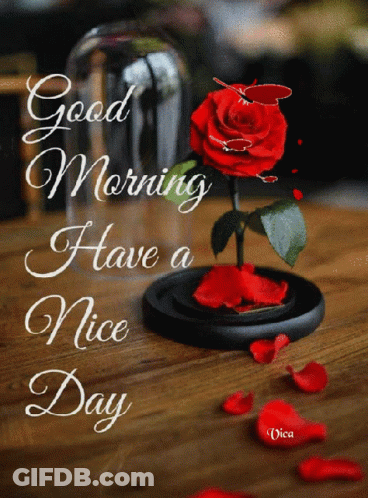 A Picture Of A Rose In A Glass Dome With The Words Good Morning Have A Nice Day GIF