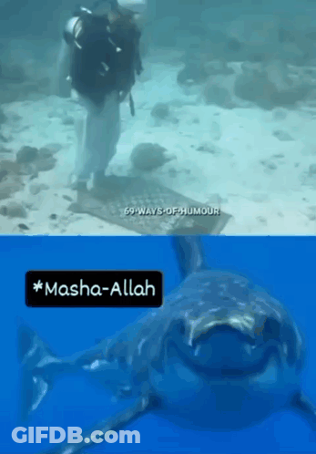 A Picture Of A Scuba Diver And A Picture Of A Shark With Masha-Allah Written On It GIF
