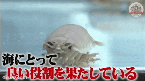 A Picture Of A Sea Creature With Foreign Writing On It GIF