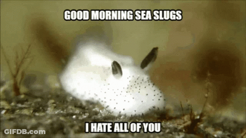 A Picture Of A Sea Slug With A Caption That Says Good Morning Sea Slugs I Hate All Of You GIF