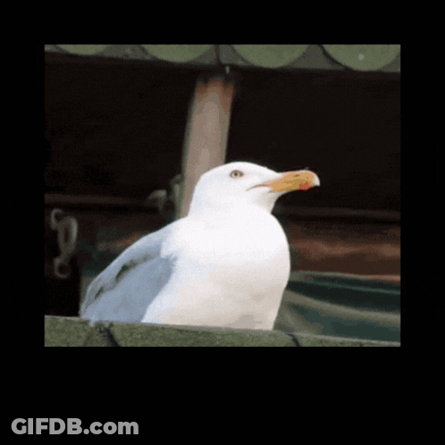 A Picture Of A Seagull With A Bottle Of Geeeee Behind It GIF