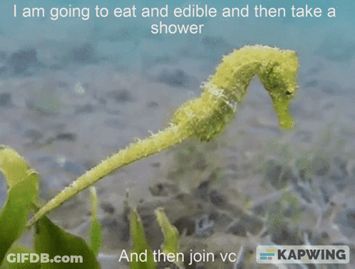 A Picture Of A Seahorse That Says I Am Going To Eat And Edible And Then Take A Shower GIF