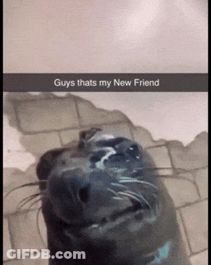 A Picture Of A Seal That Says Guys Thats My New Friend On It GIF
