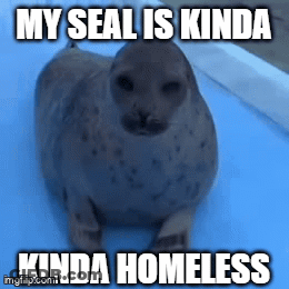 A Picture Of A Seal With The Caption My Seal Is Kinda Homeless GIF