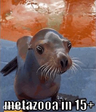 A Picture Of A Seal With The Words Metazooa In 15+ GIF