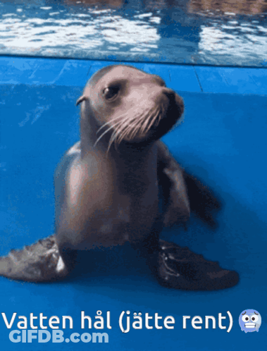 A Picture Of A Seal With The Words Vatten Hal ( Jette Rent ) Under It GIF