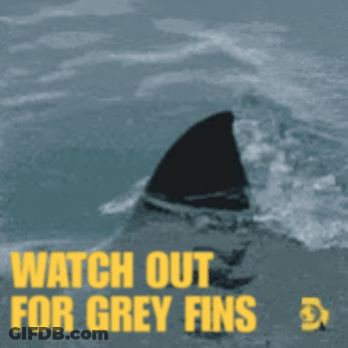A Picture Of A Shark Fin With The Words Watch Out For Grey Fins GIF