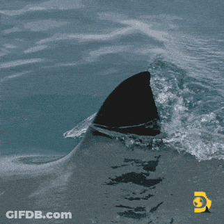 A Picture Of A Shark 'S Fin In The Water With A Yellow G On The Bottom GIF