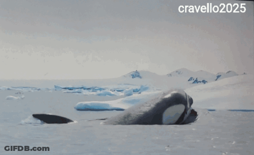 A Picture Of A Shark 'S Tail With The Year 2025 On The Bottom GIF