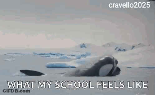 A Picture Of A Shark With The Words What My School Feels Like Below It GIF