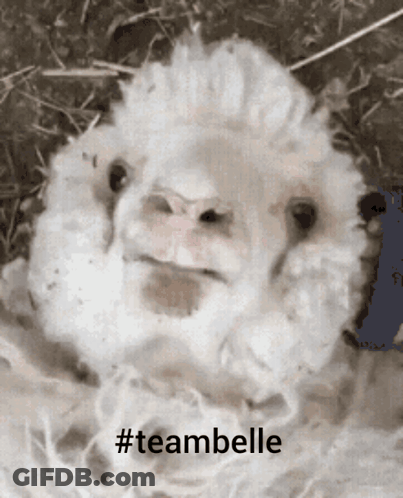 Sheep With Teambelle Hashtag GIF