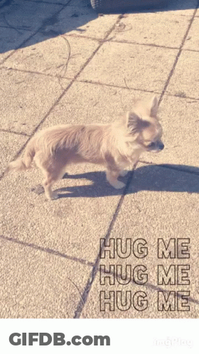A Picture Of A Small Dog With The Words Hug Me Hug Me Hug Me On The Bottom GIF