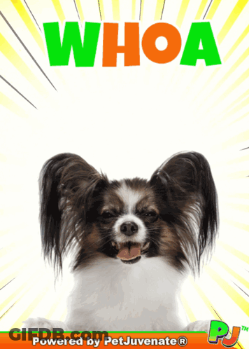 A Picture Of A Small Dog With The Words Whoa Behind It GIF