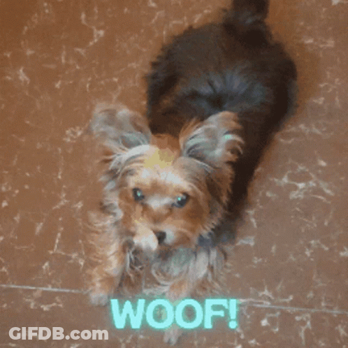 A Picture Of A Small Dog With The Words Woof Written On It GIF