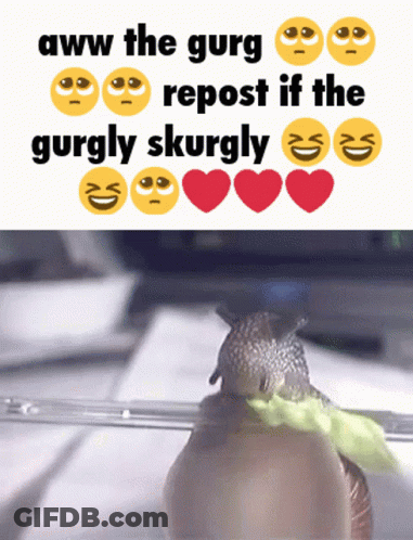 A Picture Of A Snail Next To A Text That Says Aww The Gurg Repost If The Gurgly Skurgly GIF