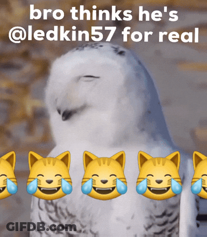 Snowy Owl With Ledkin57 Caption GIF