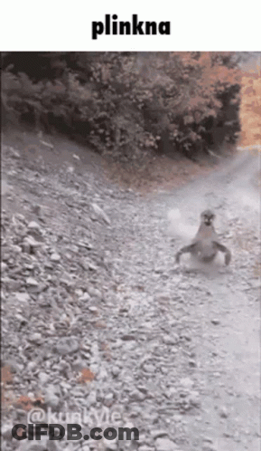 A Picture Of A Squirrel On A Rocky Path With The Word Plinkna On The Top GIF