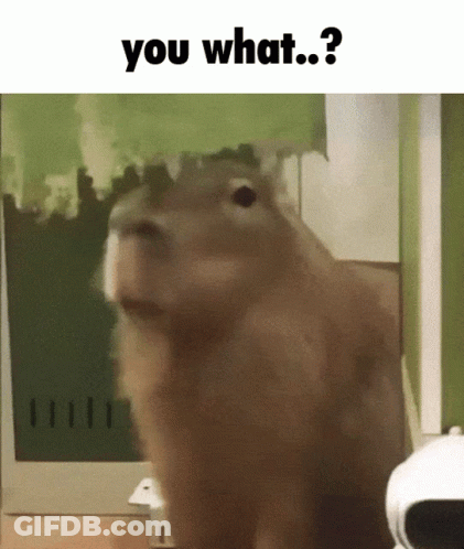 A Picture Of A Squirrel With The Caption You What GIF