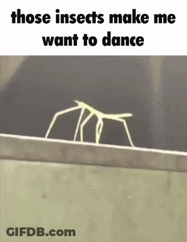 A Picture Of A Stick Insect With A Caption That Says Those Insects Make Me Want To Dance GIF