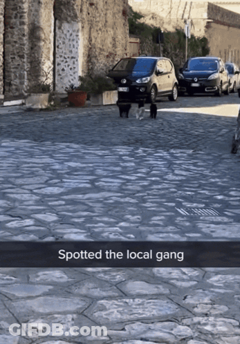 A Picture Of A Street With The Words Spotted The Local Gang At The Bottom GIF