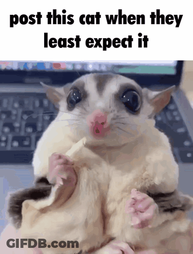 A Picture Of A Sugar Glider With A Caption That Says Post This Cat When They Least Expect It GIF