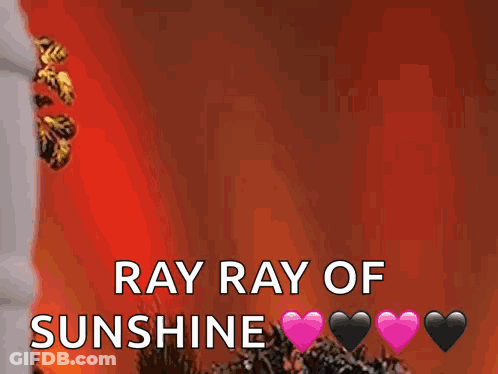 A Picture Of A Sunflower And The Words Ray Ray Of Sunshine GIF