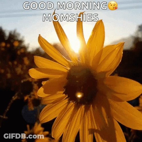 A Picture Of A Sunflower With The Words Good Morning Momshies On It GIF