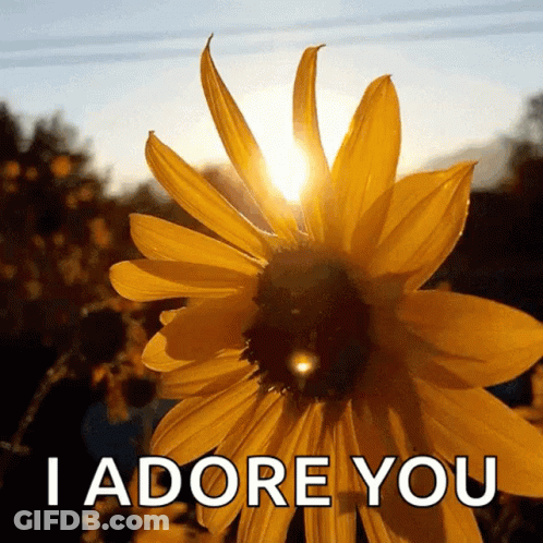 A Picture Of A Sunflower With The Words " I Adore You " Below It GIF