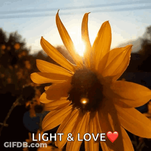 A Picture Of A Sunflower With The Words Light & Love Written Below It GIF