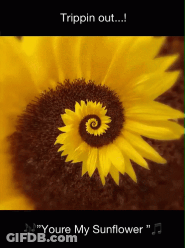 A Picture Of A Sunflower With The Words Trippin Out Youre My Sunflower On The Bottom GIF
