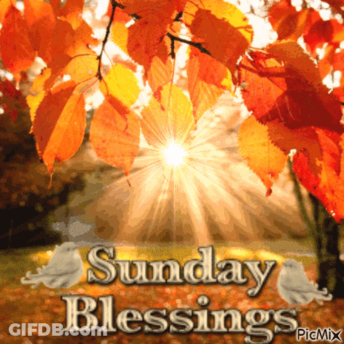 A Picture Of A Tree With Leaves And The Words Sunday Blessings On It GIF