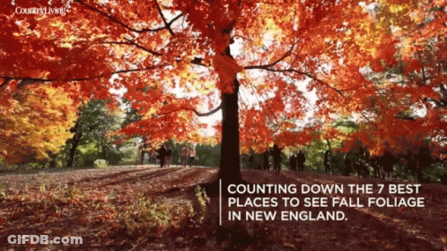 A Picture Of A Tree With The Words Counting Down The 7 Best Places To See Fall Foliage In New England Below It GIF