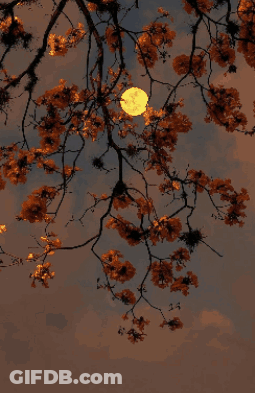 A Picture Of A Tree With The Words Good Night All Written On It GIF