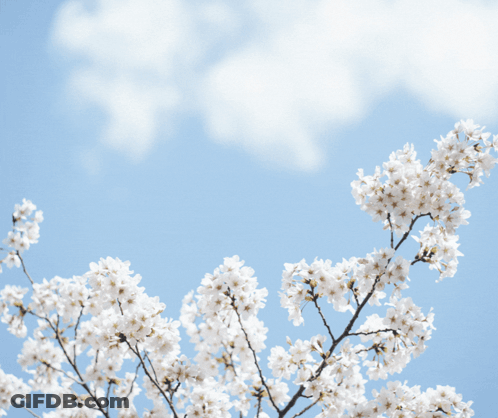 A Picture Of A Tree With White Flowers And The Words Good Morning Honey GIF