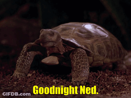 A Picture Of A Turtle With The Words " Goodnight Ned " Below It GIF