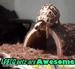 A Picture Of A Turtle With The Words " Lgbtq Petz Are Awesome " Below It GIF