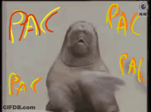 A Picture Of A Walrus With The Words Pac Written Around It GIF