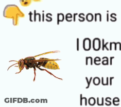 A Picture Of A Wasp Next To A Text That Says 41 Km Near Your House GIF