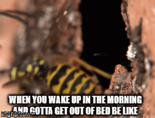 A Picture Of A Wasp With The Caption When You Wake Up In The Morning And Gotta Get Out Of Bed Be Like Imgflip.com GIF