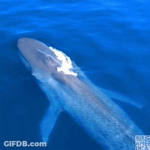 A Picture Of A Whale In The Ocean With The Bbc America Logo GIF
