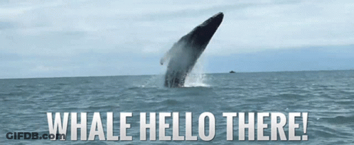 A Picture Of A Whale Jumping Out Of The Ocean With The Words Whale Hello There GIF