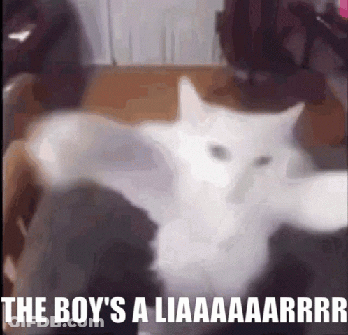 A Picture Of A White Cat With The Caption " The Boy 'S A Liaaaarrrr " GIF
