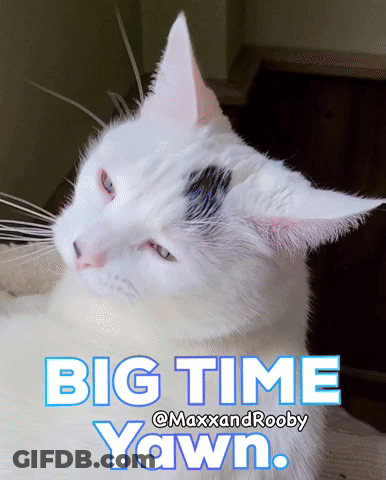A Picture Of A White Cat With The Words Big Time Yawn GIF