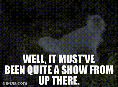 A Picture Of A White Cat With The Words Well It Must Ve Been Quite A Show From Up There GIF