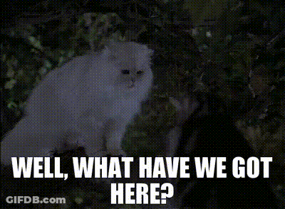 A Picture Of A White Cat With The Words Well What Have We Got Here GIF